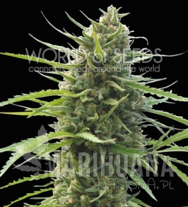 Kilimanjaro - WORLD OF SEEDS