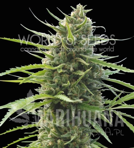 WORLD OF SEEDS - Kilimanjaro