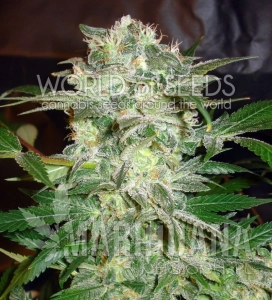 Mazar Kush - WORLD OF SEEDS