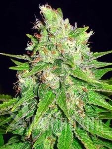 Mazar X Great White Shark - WORLD OF SEEDS