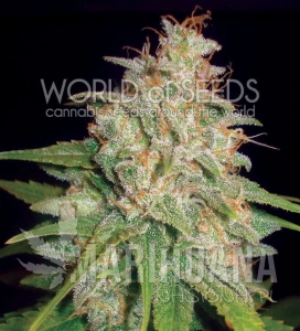 Mazar X White Rhino - WORLD OF SEEDS