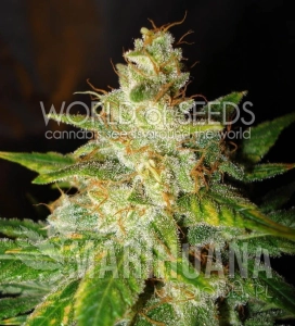 New York Special - WORLD OF SEEDS