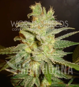 Northern Light X Big Bud - WORLD OF SEEDS