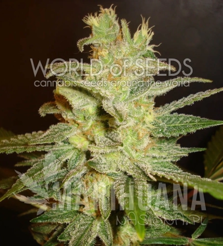 WORLD OF SEEDS - Northern Light X Big Bud