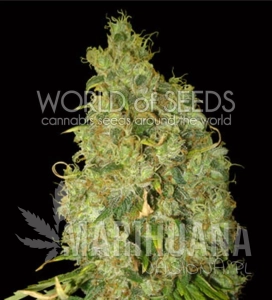 Northern Light X Skunk - WORLD OF SEEDS