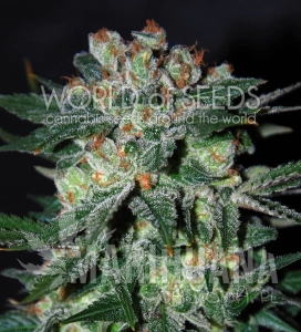 Obsession - WORLD OF SEEDS