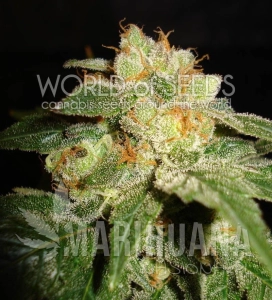 Privilege - WORLD OF SEEDS