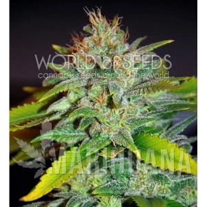 Skunk 47 - WORLD OF SEEDS