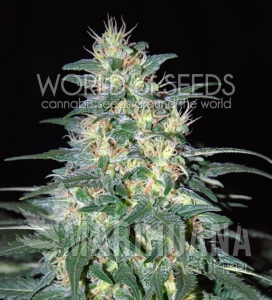 South African Kwazulu - WORLD OF SEEDS