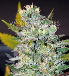 Space - WORLD OF SEEDS