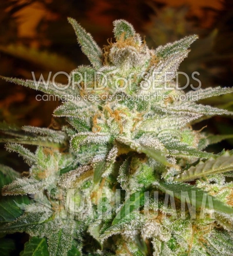 WORLD OF SEEDS - Star 47