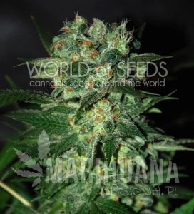 Stoned Inmaculate - WORLD OF SEEDS