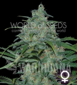 Wild Thailand - WORLD OF SEEDS