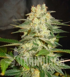 Afghan Kush Ryder - WORLD OF SEEDS