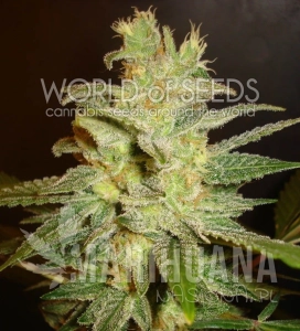 Northern Light X Big Bud Auto - WORLD OF SEEDS
