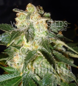 Pakistan Ryder - WORLD OF SEEDS