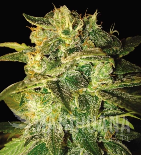 WORLD OF SEEDS - Sugar Mango Ryder