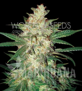 Sweet Coffee Ryder - WORLD OF SEEDS
