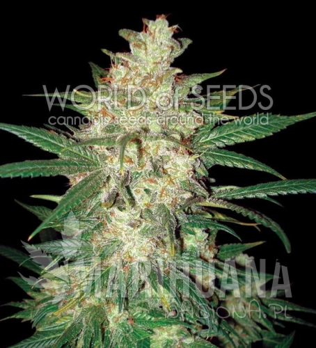 WORLD OF SEEDS - Sweet Coffee Ryder