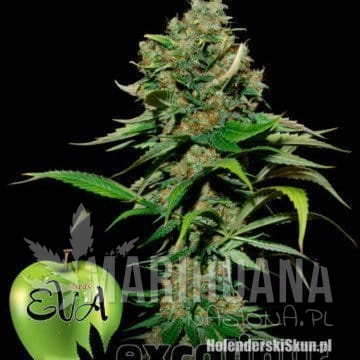 EVA SEEDS - Excalibur