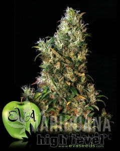 High Level - EVA SEEDS