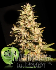 Missing - EVA SEEDS