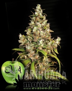 Monster - EVA SEEDS