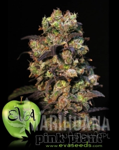 Pink Plant - EVA SEEDS