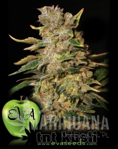 TNT Kush - EVA SEEDS