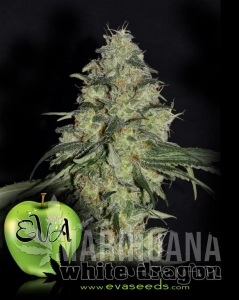 White Dragon - EVA SEEDS