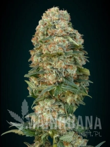 Afghan Skunk - ADVANCED SEEDS
