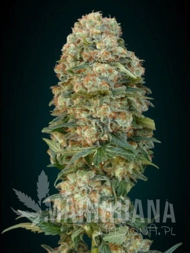 ADVANCED SEEDS - Afghan Skunk