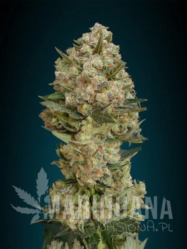 ADVANCED SEEDS - Critical