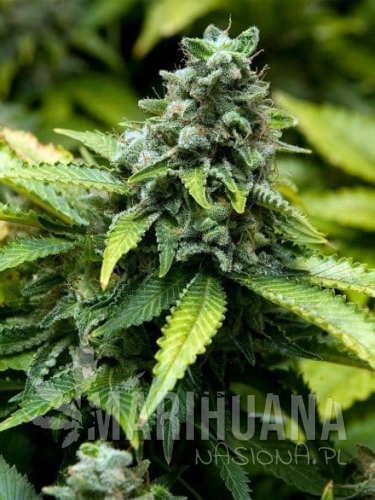 ADVANCED SEEDS - Early Widow