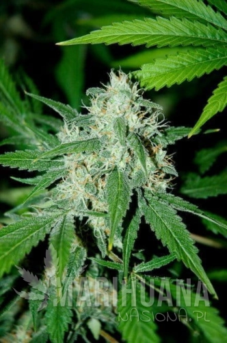 ADVANCED SEEDS - Haze Mist