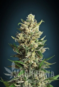 Ice Kush - ADVANCED SEEDS