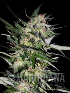 Jack Plant - ADVANCED SEEDS