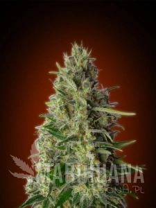 Kali 47 - ADVANCED SEEDS