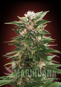 Kaya 47 - ADVANCED SEEDS