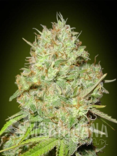 ADVANCED SEEDS - Shark Widow