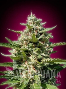 White Kush - ADVANCED SEEDS