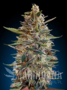 Auto Blue Diesel - ADVANCED SEEDS