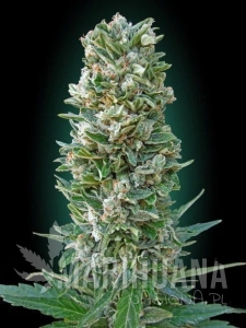 Auto Heavy Bud - ADVANCED SEEDS