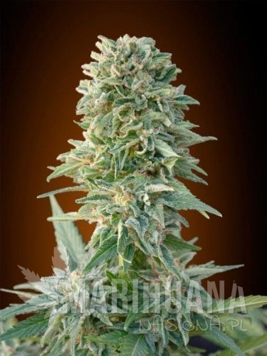 ADVANCED SEEDS - Auto Jack Herer