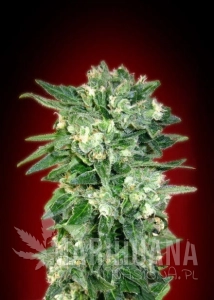 Auto Kaya 47 - ADVANCED SEEDS