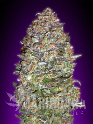 ADVANCED SEEDS - Auto NYC Diesel