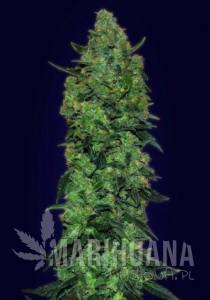 Auto Skunk Mass - ADVANCED SEEDS