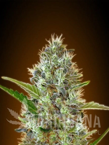 ADVANCED SEEDS - Auto Somango