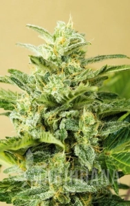 Low Girl - ADVANCED SEEDS