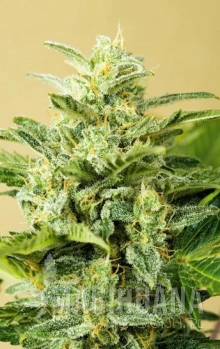 ADVANCED SEEDS - Low Girl